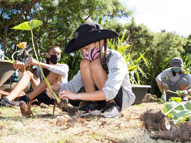 Girl cleaning kalo plant.