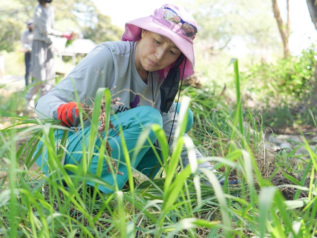 Volunteer weeding in a garden.