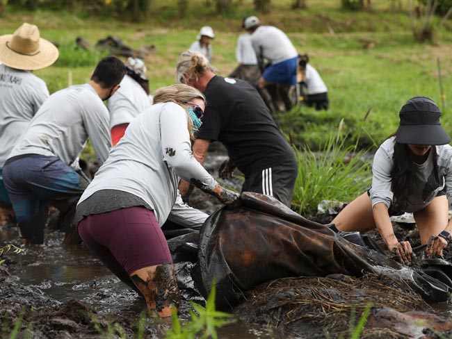 Volunteers working in the lo‘i.