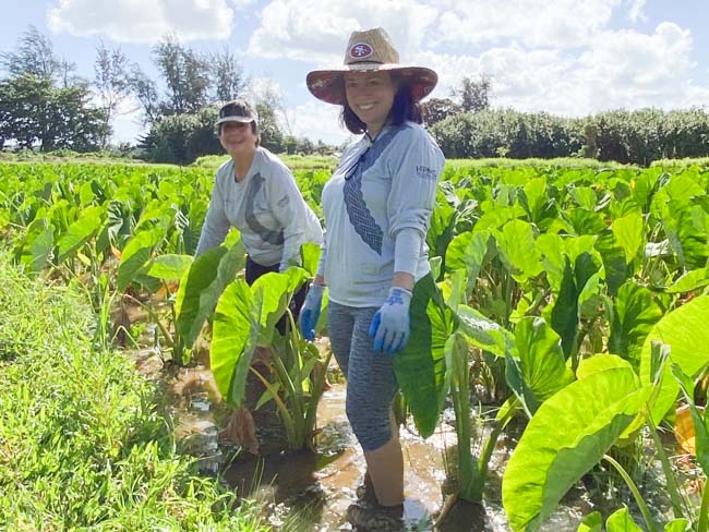 Volunteers work in kalo patch.