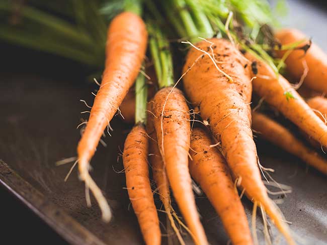 Bunch of homegrown carrots fresh from the garden.